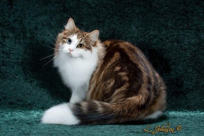 GC NW Featherland Carnivale