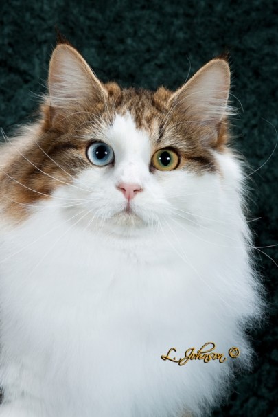 GC NW Featherland Carnivale