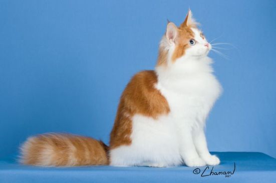 Featherland Casseopeia