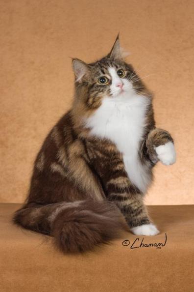 CFA GC RW Balerin Kiwi