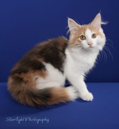 Featherland Confetti of Sangha