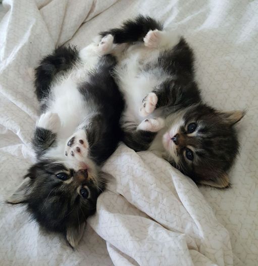 cute Featherland kittens