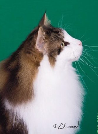 GP NW, SGCA RW Fig Kollibri 2008