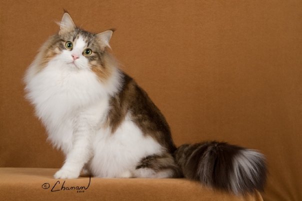 Featherland Carondelet