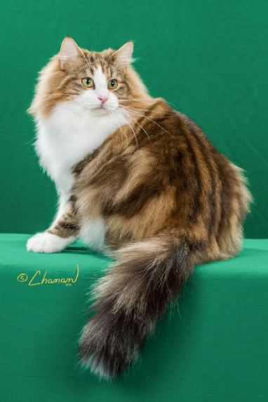 NW-GC-Featherland-Brennan