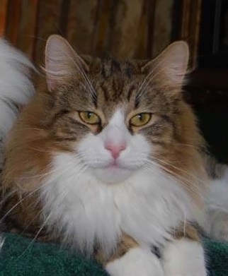 TICA TGC Sangha Odin Valfader