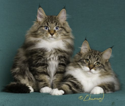 Featherland Roland and Featherland Carmelita