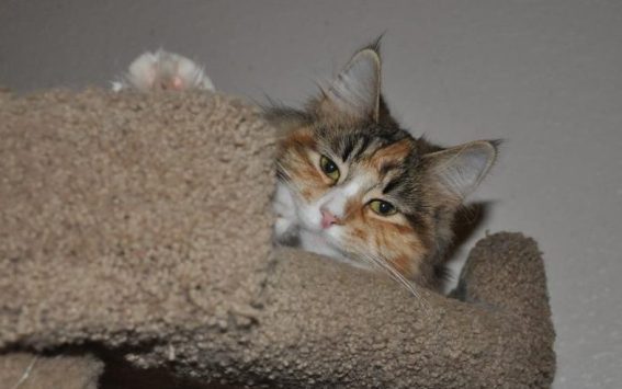 Vanir Adele Someone Like You