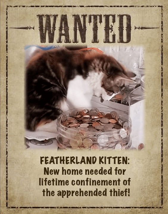Featherland kitten thief