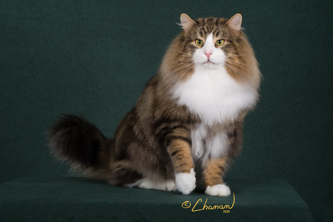 GC RW BW Featherland Kingfish aka Huey