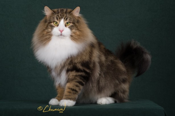 GC RW BW Featherland Kingfish aka Huey